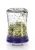 kefir-fermenter-kielkowanie-kielki.webp
