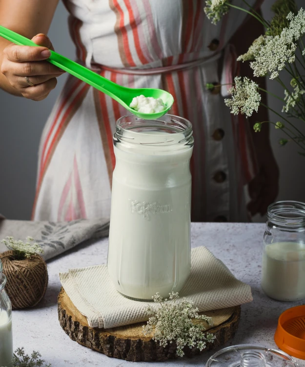 Fermentator kefiru z kefirem mlecznym i ziarnami kefirowymi na łyżce cedzakowej.